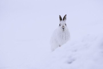 White mountain hare sitting on snow in the cairngorms of Scotland. These are wild mountain and are native to the British Isles. © jamie