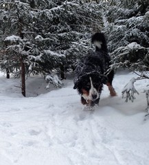 Bernese mountain Dog walking on the forest paths. Portrait of a Bernese mountain dog. Really...