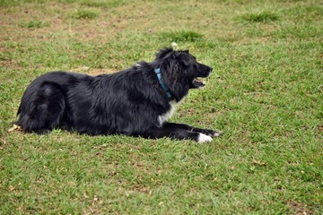 Cattle dog kelpie, border collie