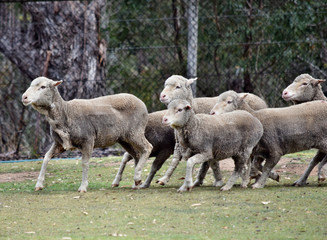 Obraz na płótnie Canvas Escaping sheeps in agriculture farm in Australia