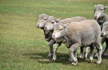 Walking group of sheeps