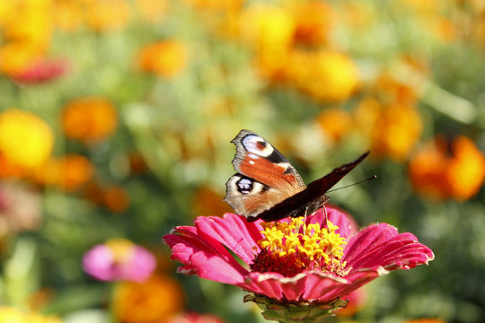 butterfly peacock eye collecting nectar on the zinnia