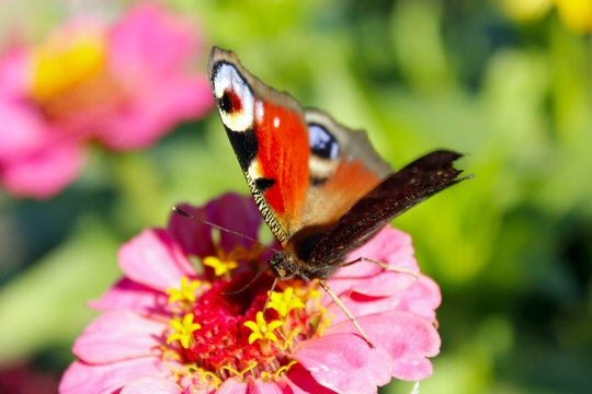butterfly peacock eye collecting nectar on zinnia. insect on flower