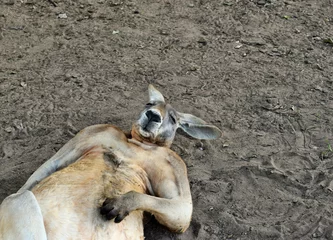 Fototapete Känguru Großes so lustiges wildes rotes Känguru, das auf dem Boden schläft