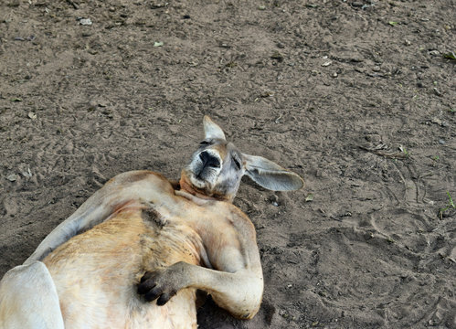 Big So Funny Wild Red Kangaroo Sleeping On The Ground