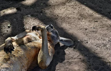 Photo sur Plexiglas Kangourou  Very muscular wild red kangaroo lying with hand up