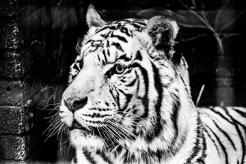 white tiger closeup 