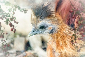 Young silk chicken.