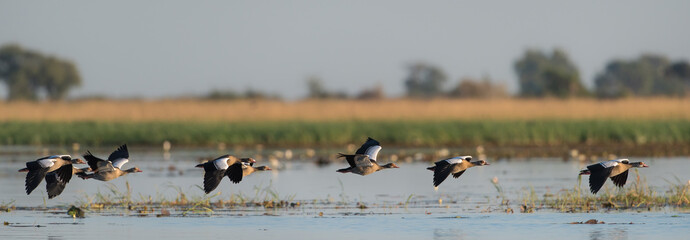 A horizontal, colour panorama photograph of six Egyptian geese, Alopochen aegyptiaca, flying in...