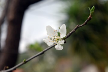 Plum blossom on branch on natural background.Plum tree blossom