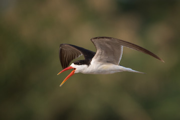 A horizontal, colour image of an African skimmer, Rynchops flavirostris, in flight in Chobe National Park, Botswana.
