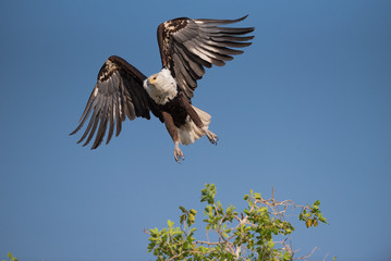 A horizontal, low angle, colour photo of an African fish eagle, Haliaeetus vocifer, taking flight in Chobe National Park, Botswana.