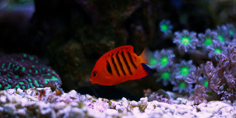 Fototapeta na wymiar Flame Angelfish in reef tank