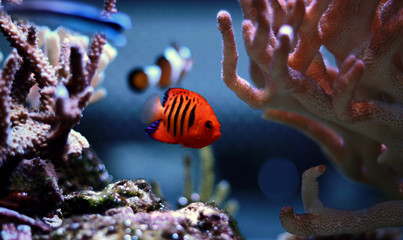 Flame Angelfish in reef tank