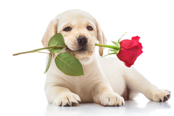 Labrador puppy with red rose
