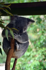 Fototapeta na wymiar Cute koala is sleeping on a tree branch eucalyptus