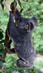 Cute agile koala jumping  on a tree eucalyptus branch