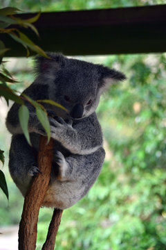 Cute koala is sleeping on a tree branch eucalyptus