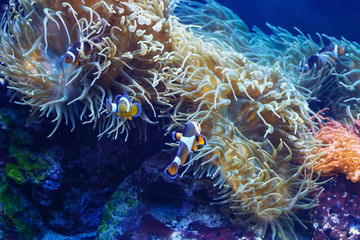 Naklejka na ściany i meble Ocellaris clownfish (Amphiprion ocellaris) among the corals in the oceanarium.