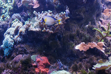 Fototapeta na wymiar Yellowspot surgeon fish (Acanthurus pyroferus) in the oceanarium.