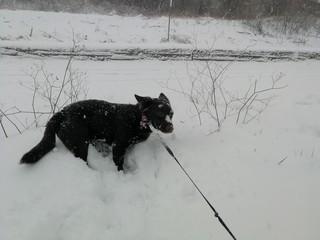 Cane sulla neve ha freddo © fotoforfun