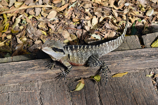 The Australian Lizard Eastern Water Dragon