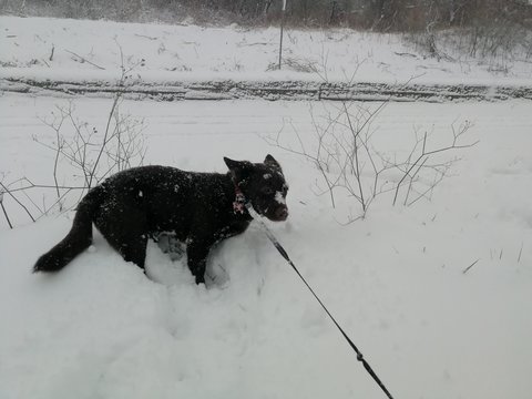 Cane sulla neve ha freddo