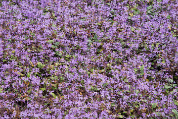 Naklejka premium field of purple flowers