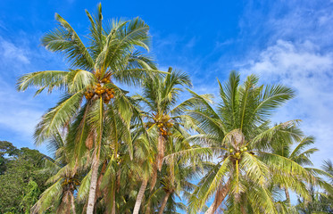 Fototapeta na wymiar Palm trees view on the blue sky