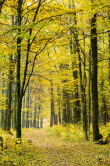  autumn  forest