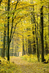 Obraz premium autumn forest