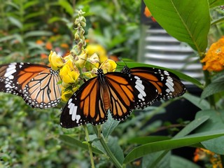 Butterflies in HK Park