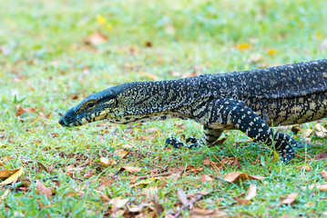 Close-up on a Goanna, large Australian native lizard