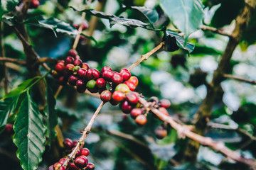 Coffee bean, Coffee tree.