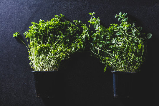 Two black pots with basil and parsley