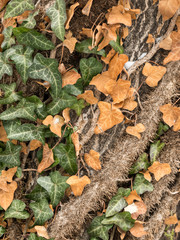 An english ivy climbing up a tree