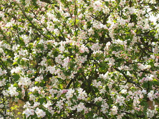 Blooming apple tree spring background.