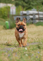 Fototapeta premium Brown French bulldog on the leash on the walk in the park.