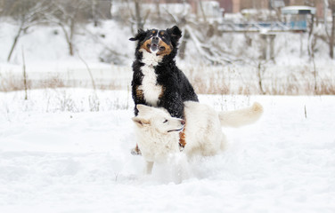 Bernese Mountain Dog and a white Swiss Shepherd on a winter walk