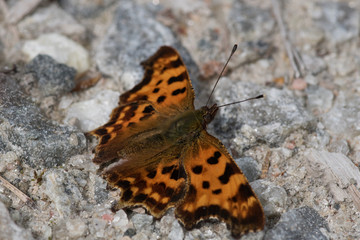 Fototapeta na wymiar Orange colored butterfly called small tortoiseshell