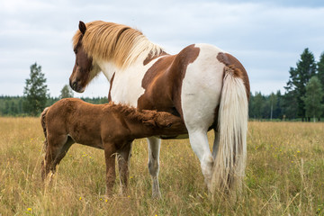 Pinto or Brown and white colored Icelandic horse feeding its foal