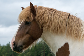 Portrait of a graceful pinto colored Icelandic horse