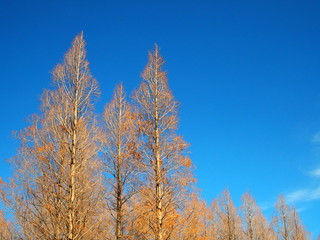 春のメタセコイア林と青空