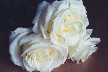 White roses covered with dew, close up.