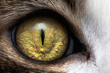 Closeup of cat eye - obrazy, fototapety, plakaty
