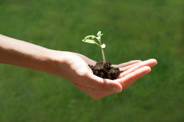 Hand holding a growing young plant isolated on white background, new life, gardening, environment and ecology concept