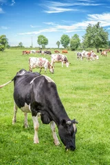 Papier Peint photo Lavable Vache Vaches normandes noires et blanches paissant sur un champ vert herbeux avec des arbres par une belle journée ensoleillée en Normandie, France. Paysage de campagne d& 39 été et pâturage pour les vaches