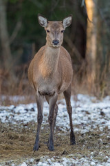 deer, animal, wildlife, mamma	