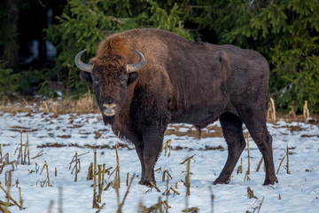 aurochs, bison, buffalo, animal