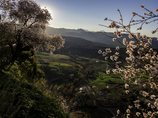 Spring Blossom